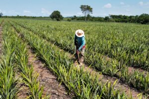 Dia de Campo da Colheita do Abacaxi, neste sábado (27), celebra agricultura familiar em Concórdia do Pará