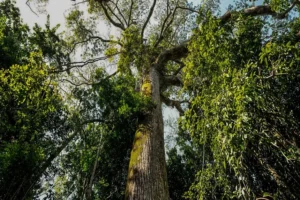 No Dia Mundial do Meio Ambiente, Pará ressalta avanços em políticas ambientais e desenvolvimento sustentável