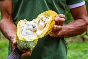Mutirão com Emater habilita assentados da Transamazônica para crédito rural