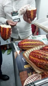 Altamira recebe a partir desta quinta-feira (11) Festival Internacional para celebrar cacau e chocolate de origem da Amazônia
