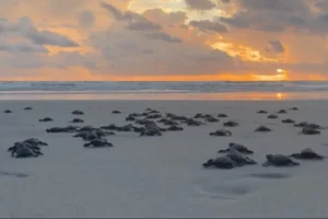 Mais de 100 filhotes de tartarugas marinhas são soltos em Salinópolis com o apoio do Estado