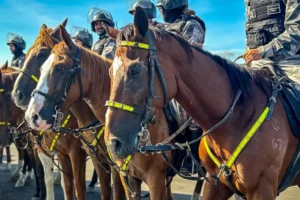 Força e imponência: cavalaria é estratégica para a eficiência das operações da Polícia Militar do Pará