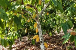 Cacauicultura no Pará ajuda recuperação de 165 mil hectares de áreas degradadas