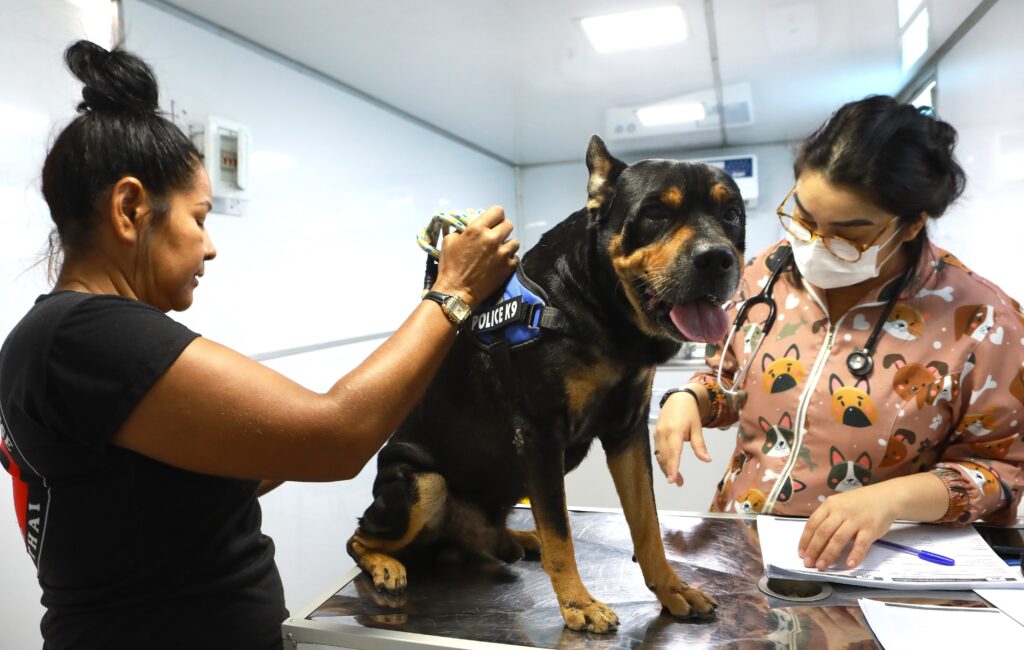 Belém Animal Itinerante inicia atendimentos gratuitos em Icoaraci