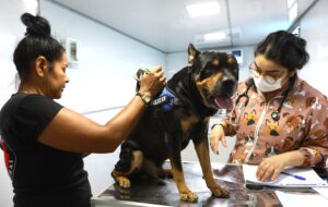 Belém Animal Itinerante inicia atendimentos gratuitos em Icoaraci