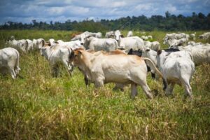 Adepará inicia nesta segunda-feira (15) campanha de atualização cadastral para rebanhos de todas as espécies