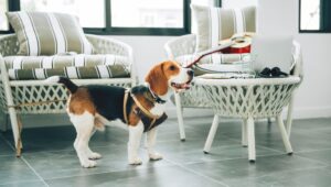 Prazo para responder pesquisa sobre turismo pet friendly termina nesta terça (30)