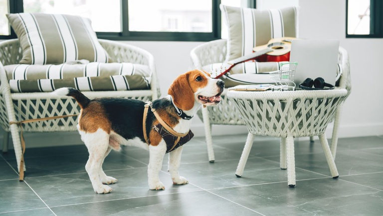 Prazo para responder pesquisa sobre turismo pet friendly termina nesta terça (30)