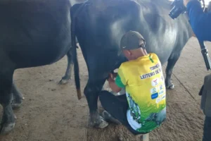 Arquipélago do Marajó sedia dois torneios de leite de búfala