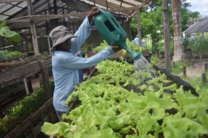 Produção agrícola fortalece qualificação profissional e reinserção social no sistema prisional do Pará