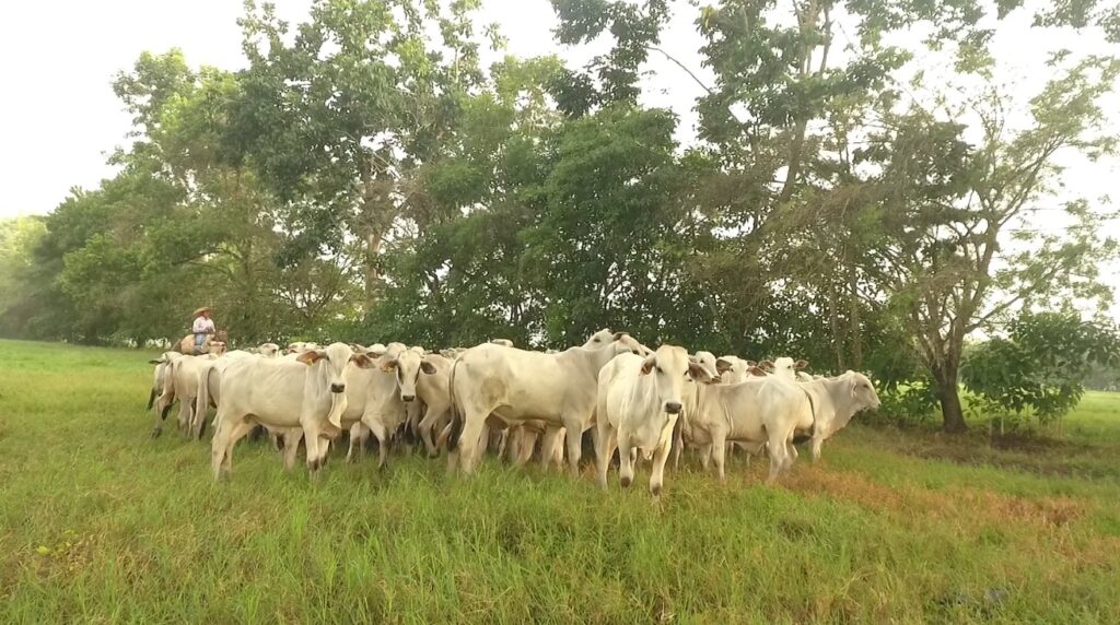 Brasil atinge cota de exportação de carne bovina para China
