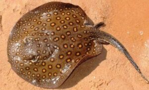 Saiba como evitar acidentes com arraias nas praias de Belém