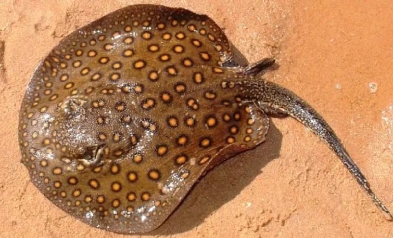 Saiba como evitar acidentes com arraias nas praias de Belém