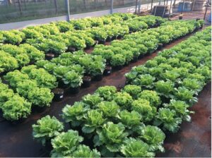 Marajó recebe hoje curso sobre cultivos biofortificados em parceria com a Embrapa