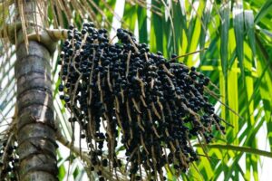 Açaí pode ganhar programa nacional de incentivo e abrir novas oportunidades para produtores da Amazônia