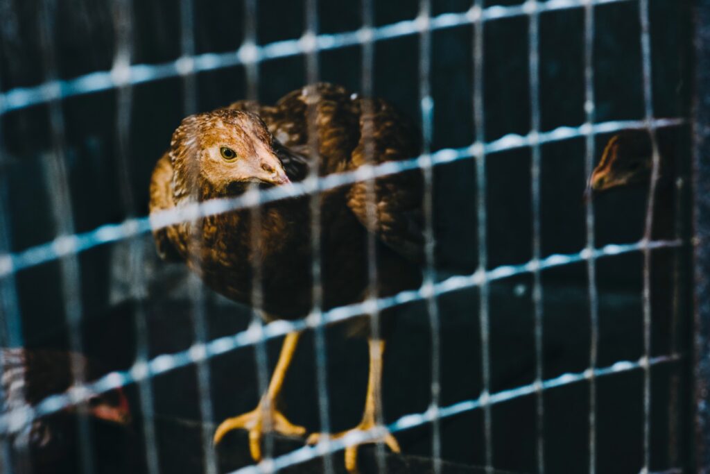 Inscrições estão abertas para palestras gratuitas em universidades. Iniciativa é de ONG de proteção animal.