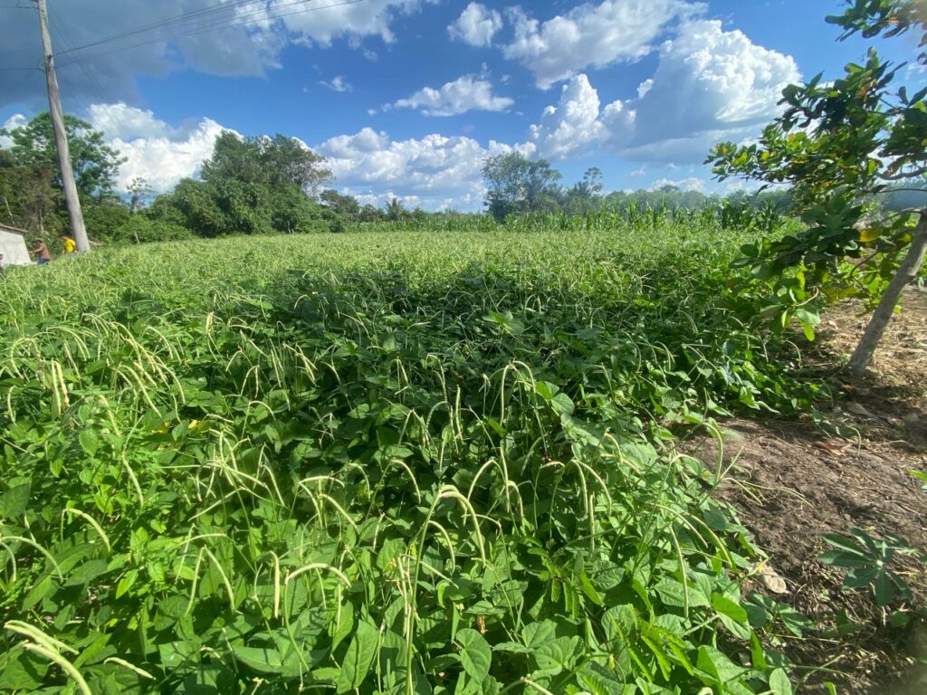 Portel aposta em tecnologia da Embrapa para produzir mais e fortalecer agricultura familiar