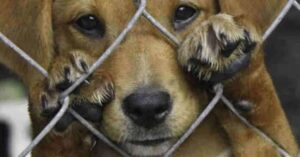 Inscrições estão abertas para palestras gratuitas em universidades. Iniciativa é de ONG de proteção animal.