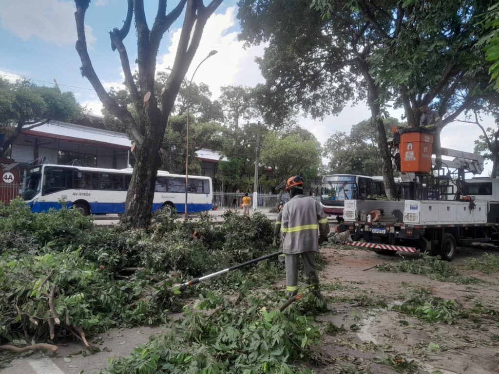 Sezel intensifica poda preventiva de árvores no percurso do Círio