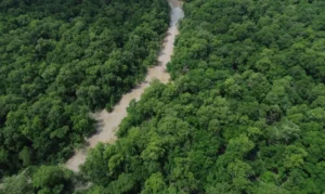 No Dia da Amazônia, campanha pede que eleitor vote por floresta em pé