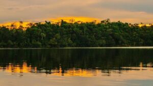 Amazônia Central: Patrimônio Mundial da Unesco protege mais de 6 milhões de hectares de floresta