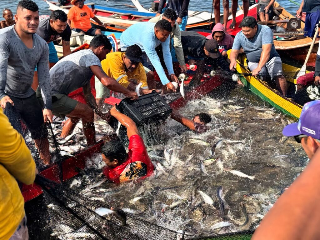 Tradição e fartura: pesca coletiva do mapará movimenta comunidade ribeirinha na região do Marajó