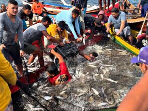 Tradição e fartura: pesca coletiva do mapará movimenta comunidade ribeirinha na região do Marajó